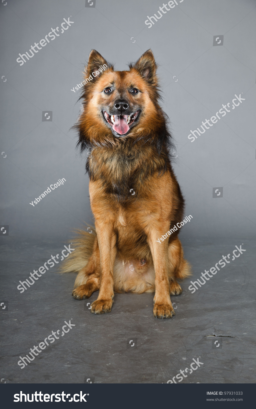 Mixed Breed Black Brown Dog Isolated Stock Photo 97931033 - Shutterstock