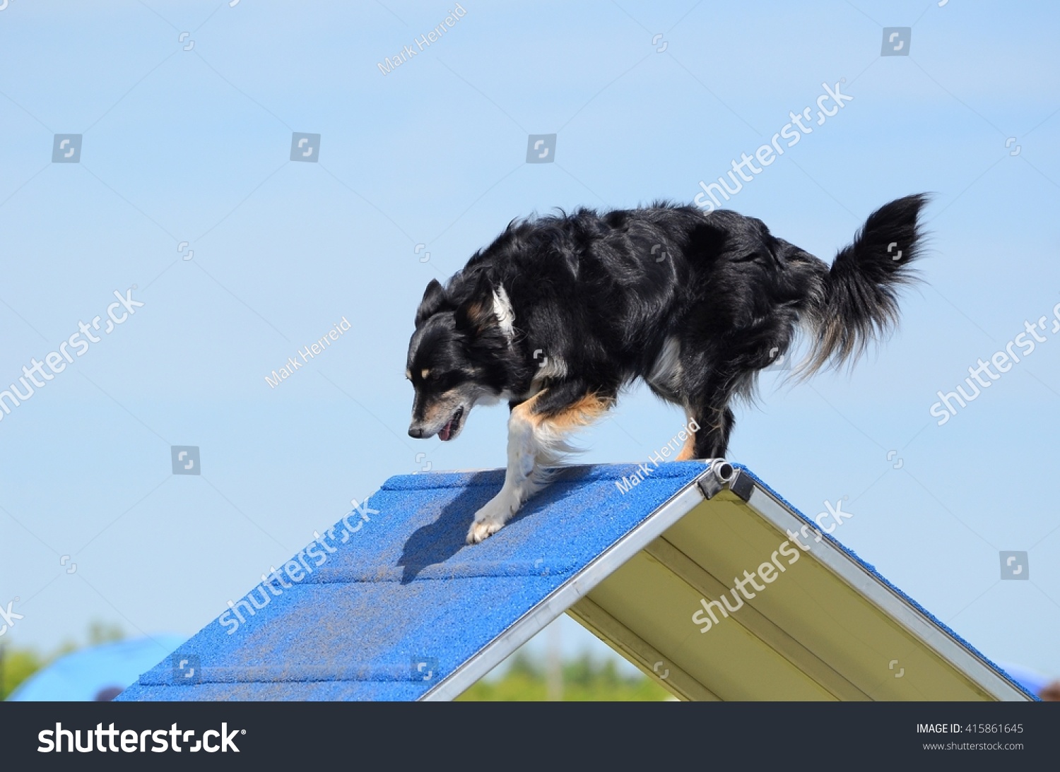 dog climbing frame