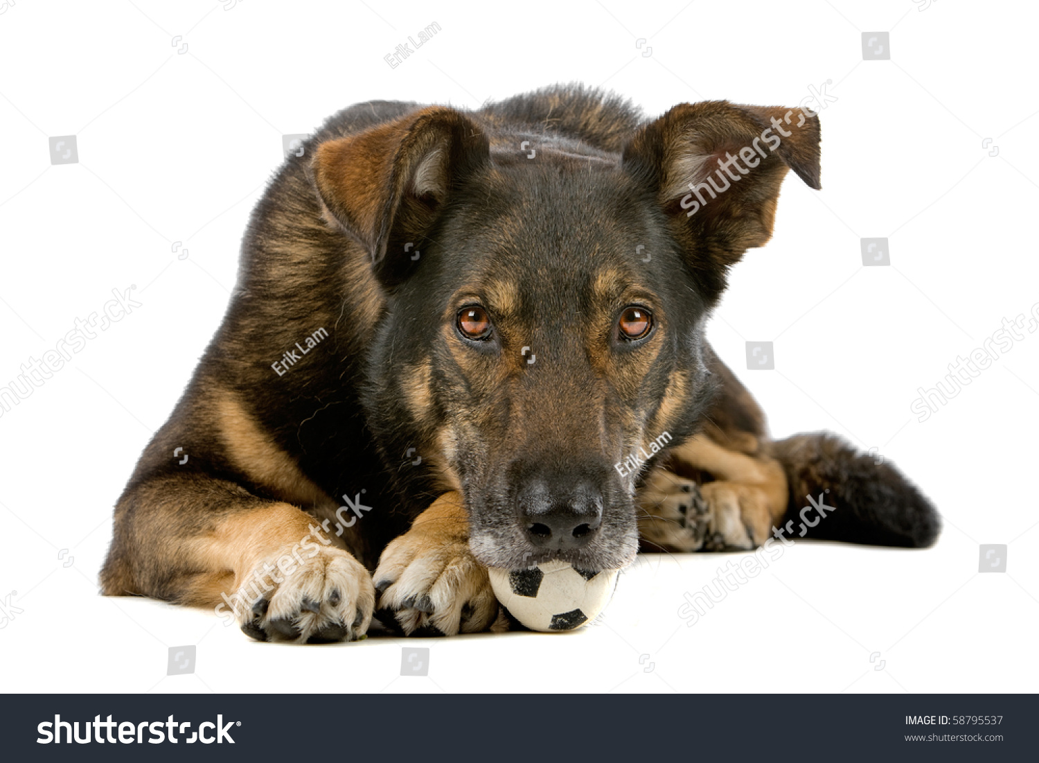 Mixed Breed Dog Isolated On White (Dutch Shepherd,Collie,Labrador ...