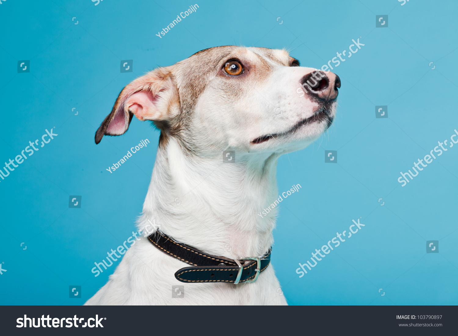 Mixed Breed Dog Short Hair Brown Stock Photo Edit Now 103790897