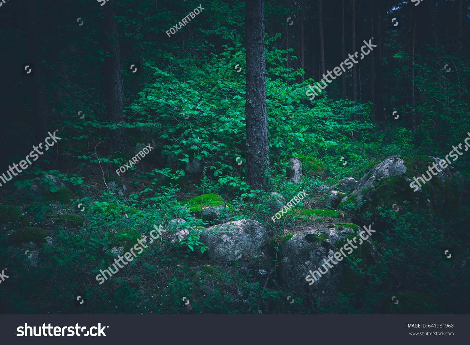 Mixed Greenwood Forest Photo Depicting Dark Stock Photo 641981968