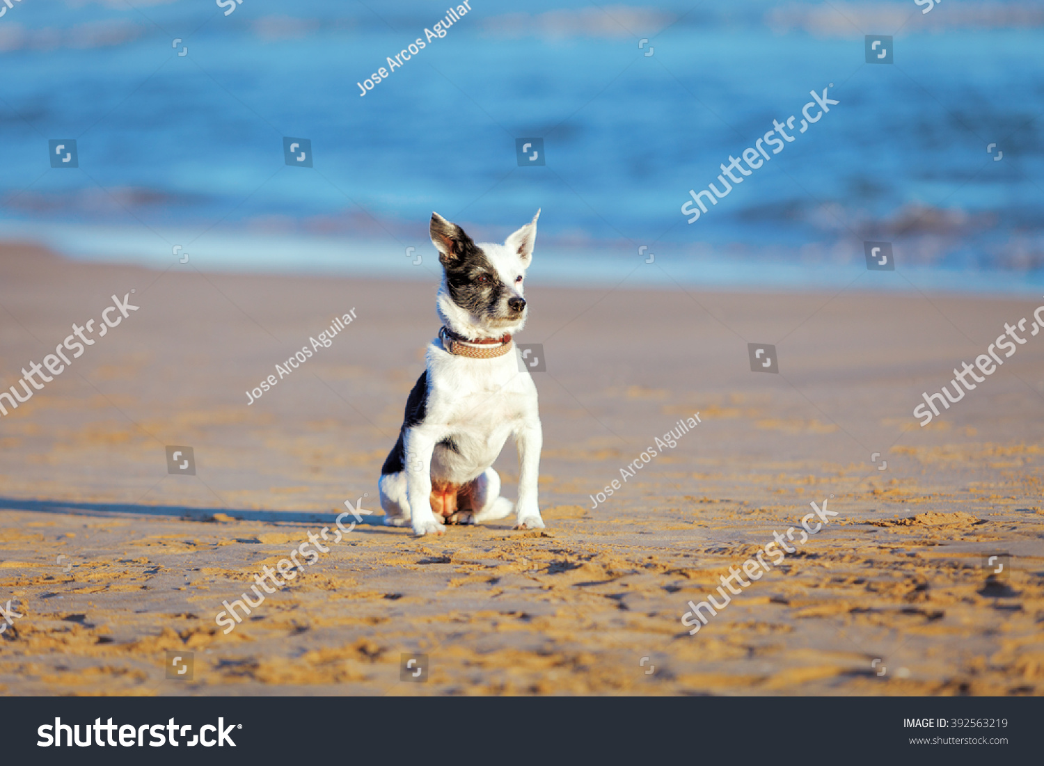 Mixed Mongrel Dog Short Hair Receiving Stock Photo Edit Now