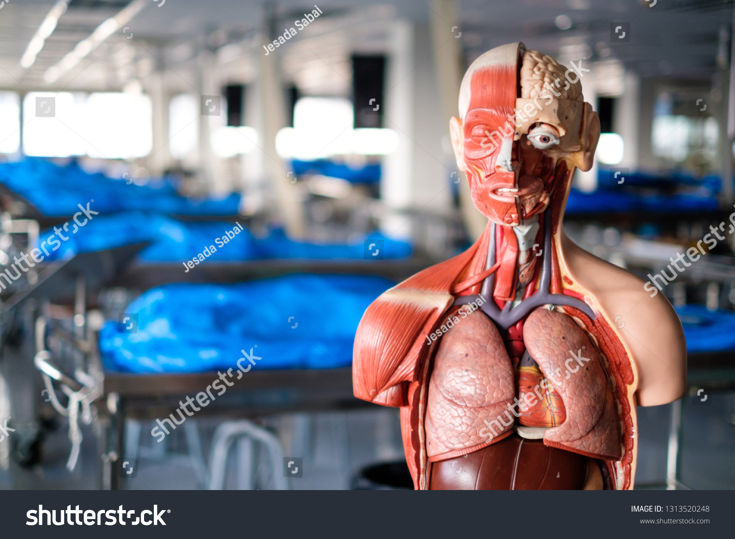 gross-anatomy-images-stock-photos-vectors-shutterstock