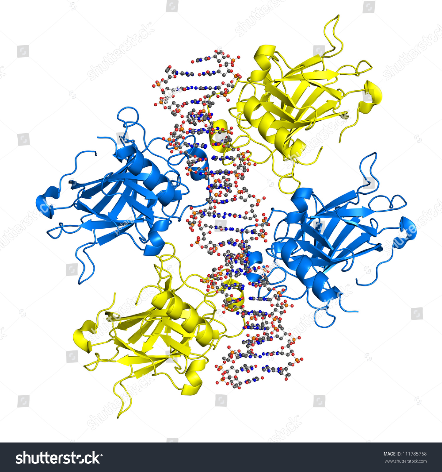 Model P53 Protein Bound Dna Molecule Stock Illustration 111785768 ...