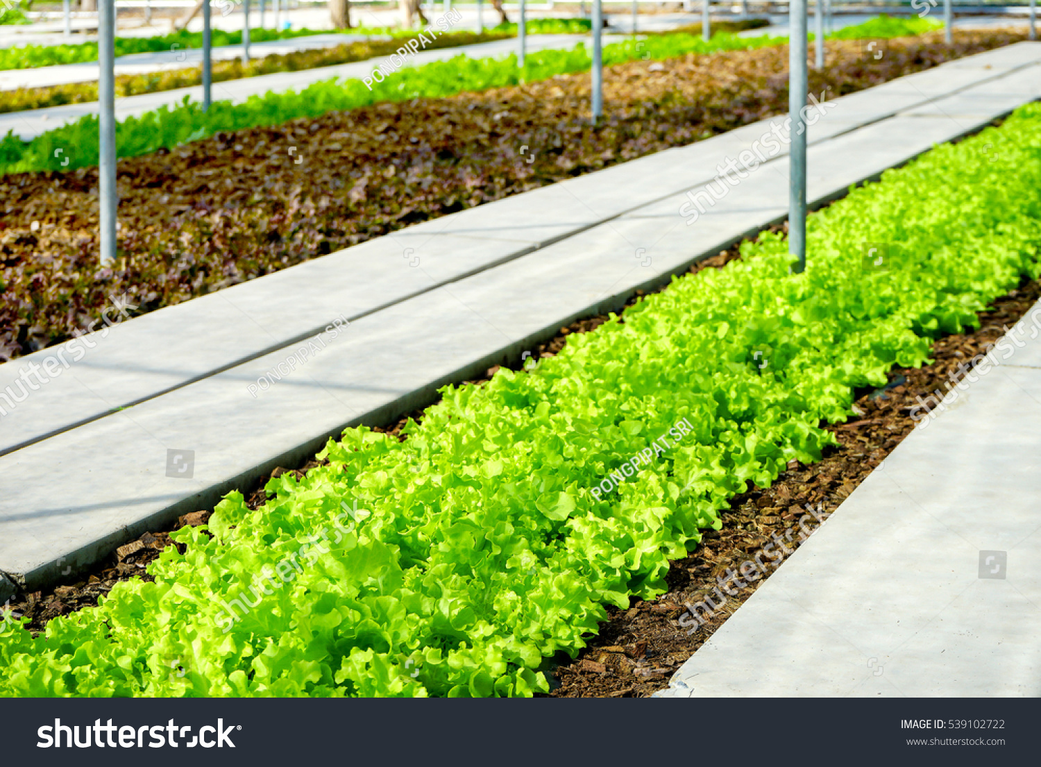 modern agriculture