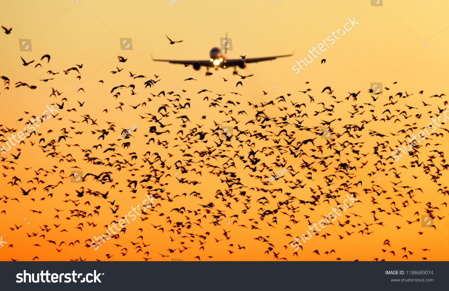 bird strike plane images