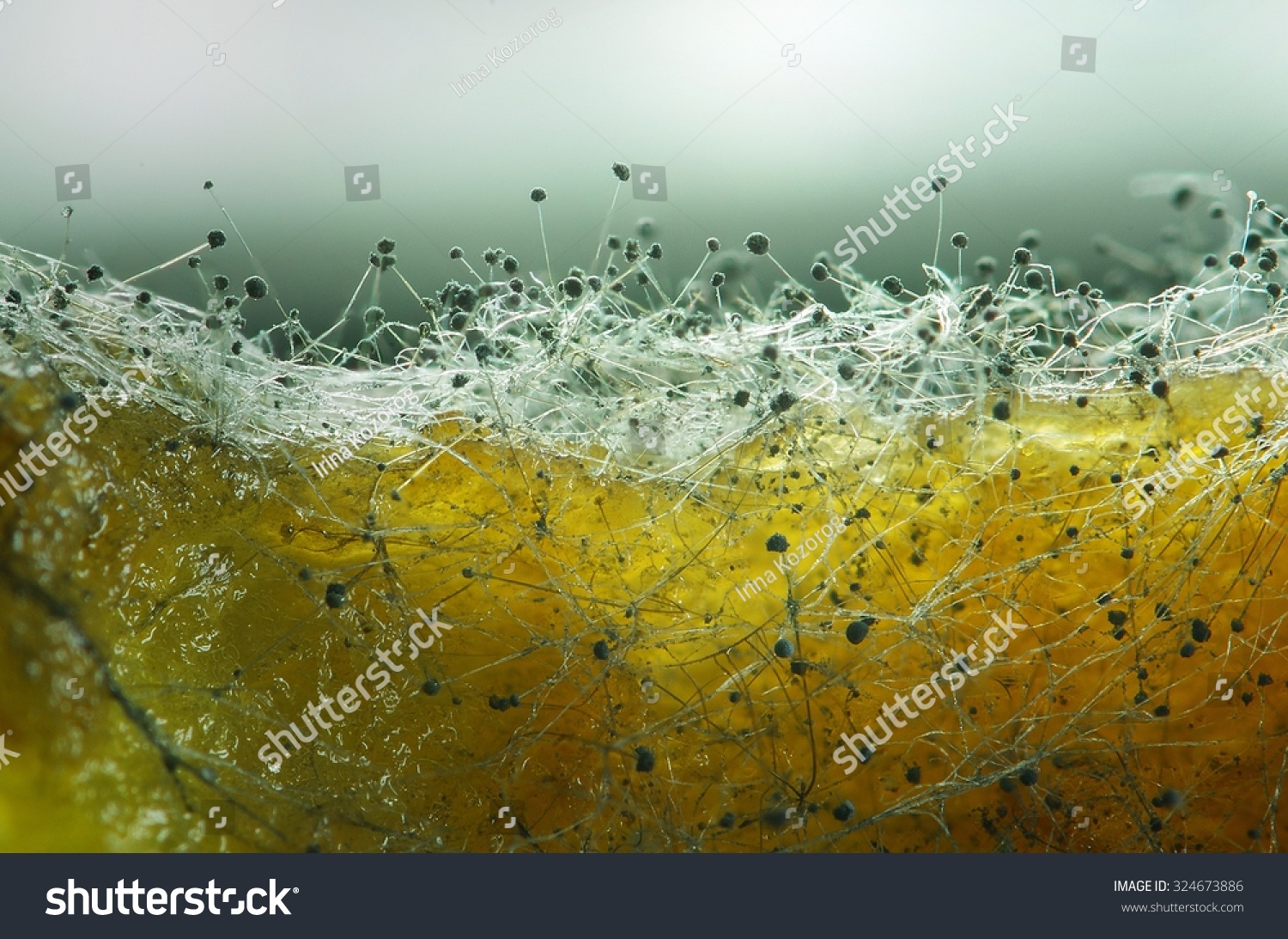 27 857 Mold Bacteria Images Stock Photos Vectors Shutterstock   Stock Photo Mold Beautiful Mold Mold Spores Macro Mould Light Yellow Transparent 324673886 