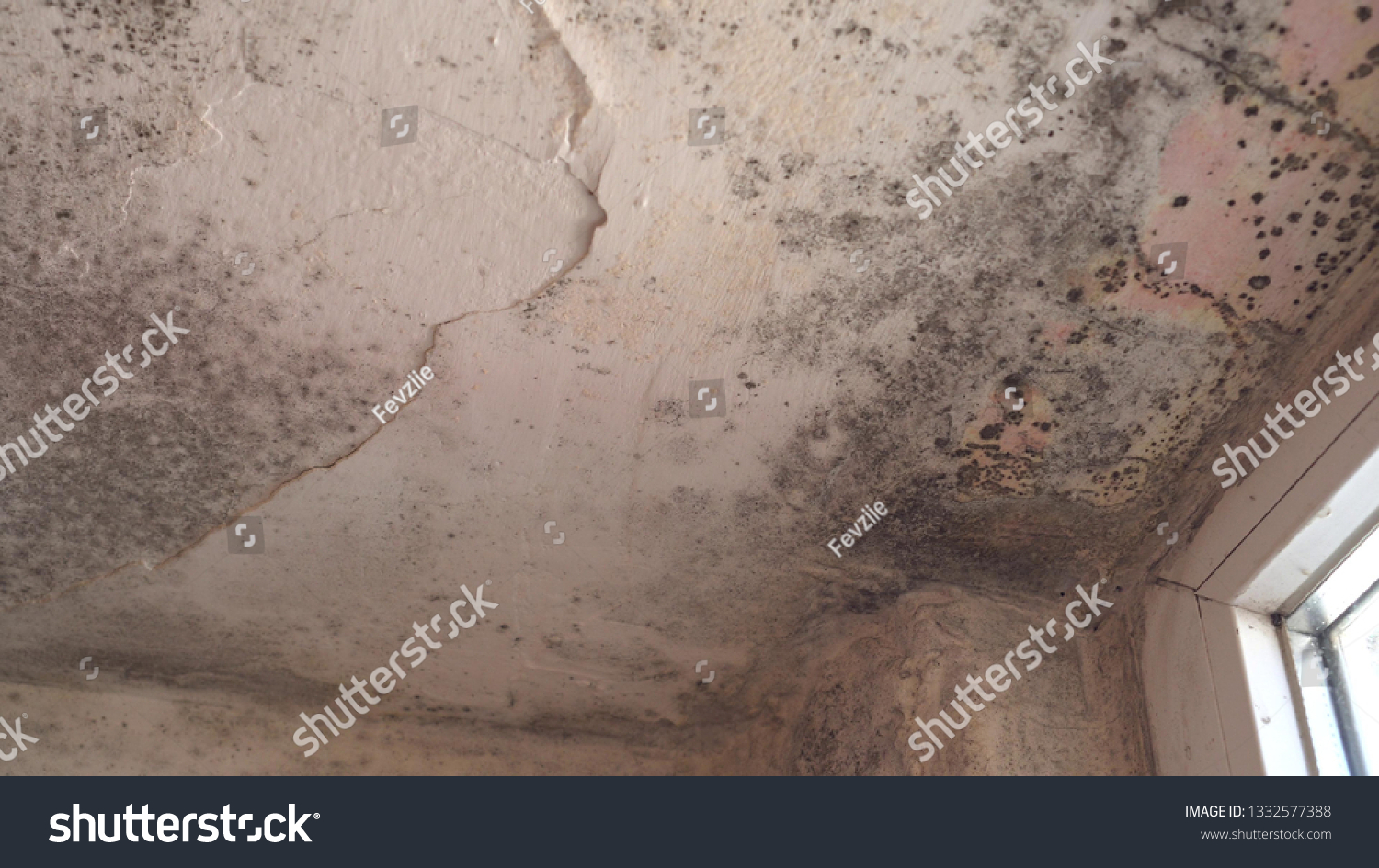 Mold House On Walls Ceiling Windows Stock Image Download Now