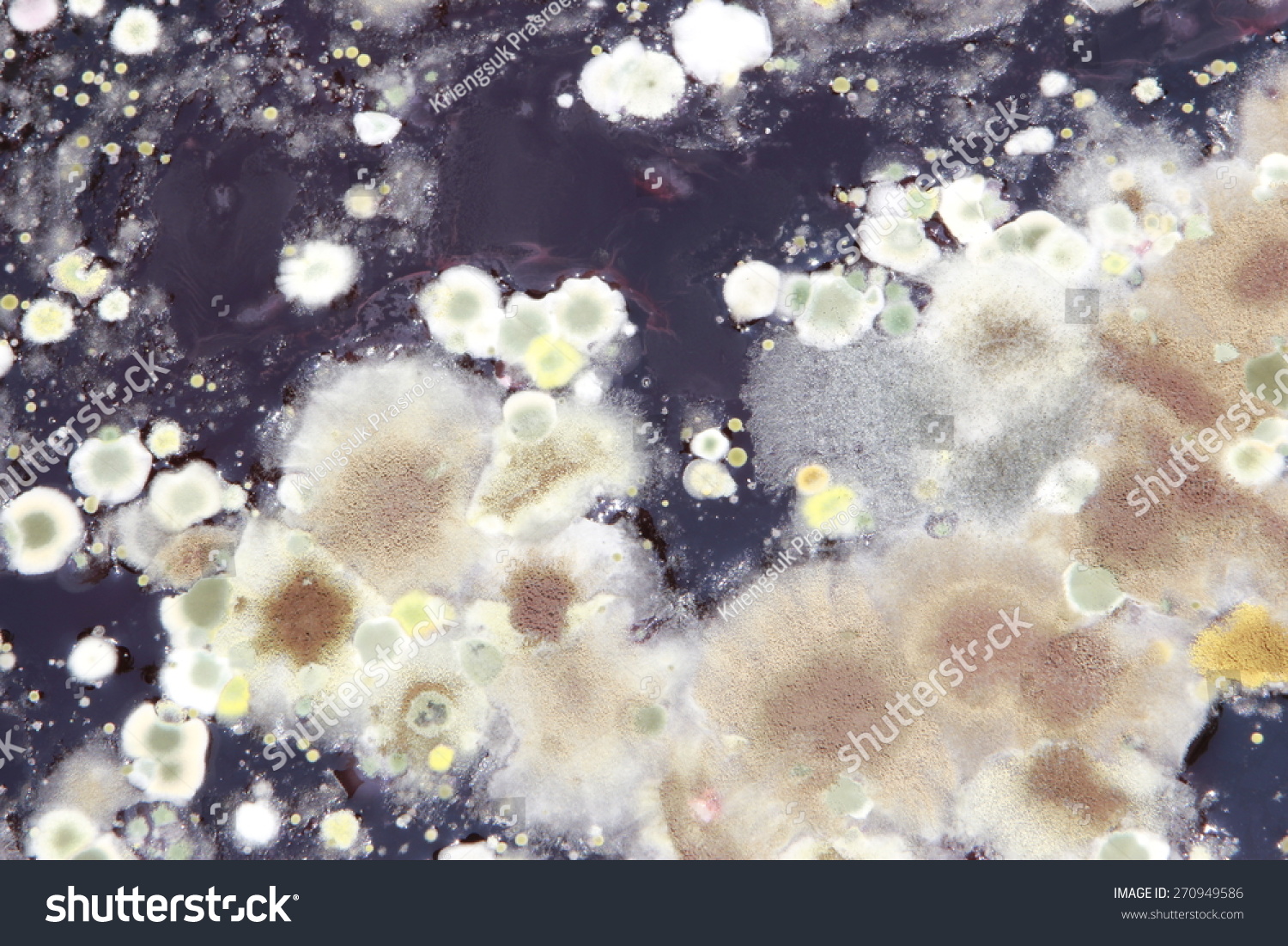 Moldy From Juice Stock Photo 270949586 : Shutterstock