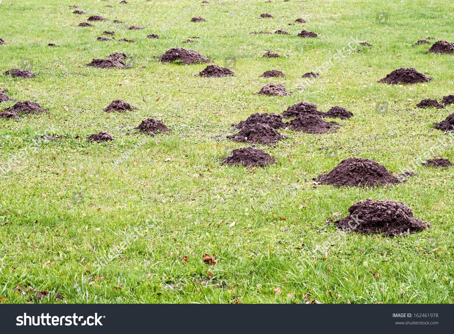 Mole Mound In The Sports Stadium Stock Photo 162461978 : Shutterstock