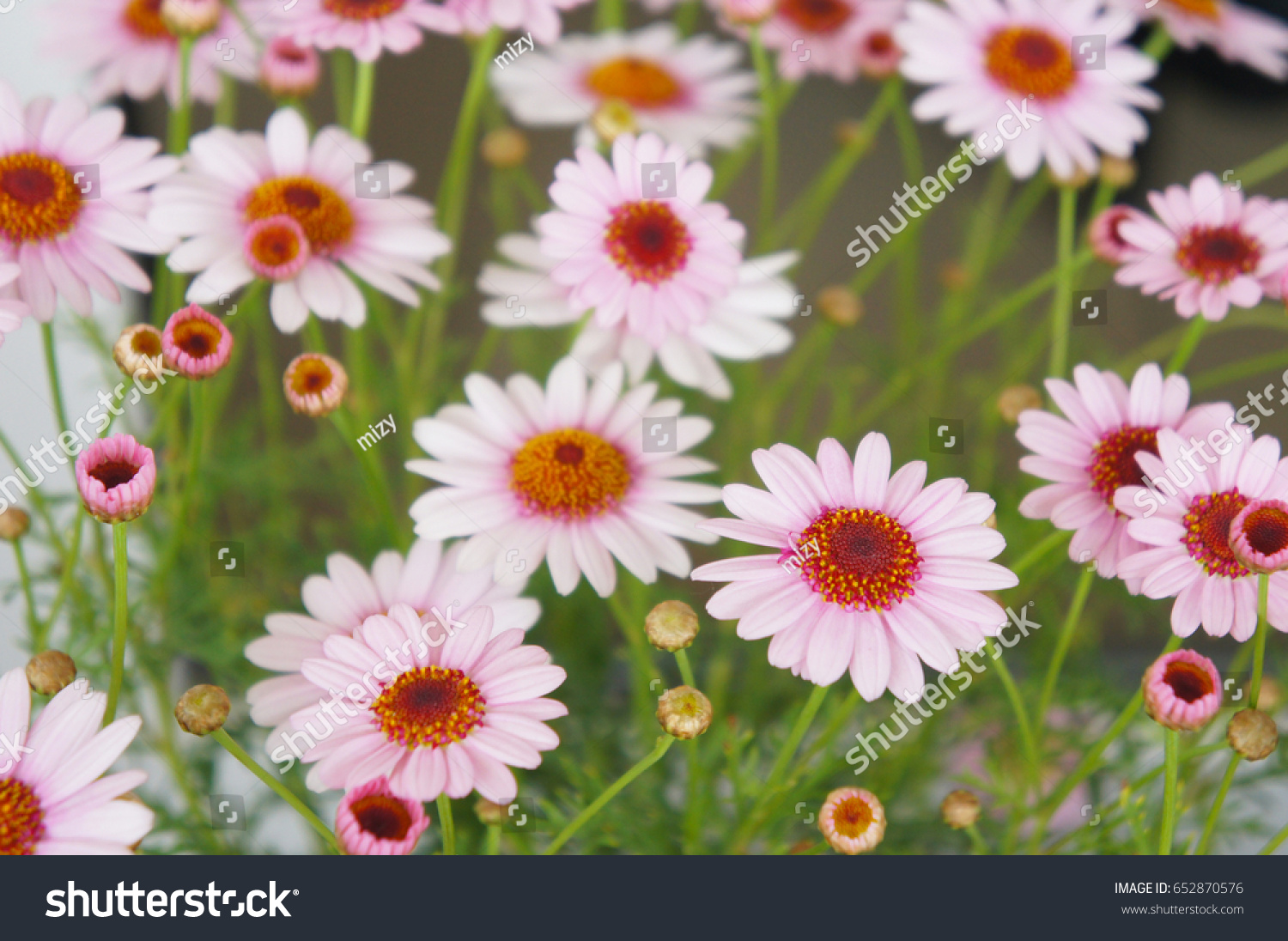 Molimba Pink Marguerite Daisy Argyranthemum Frutescens Stock Photo Edit Now 652870576