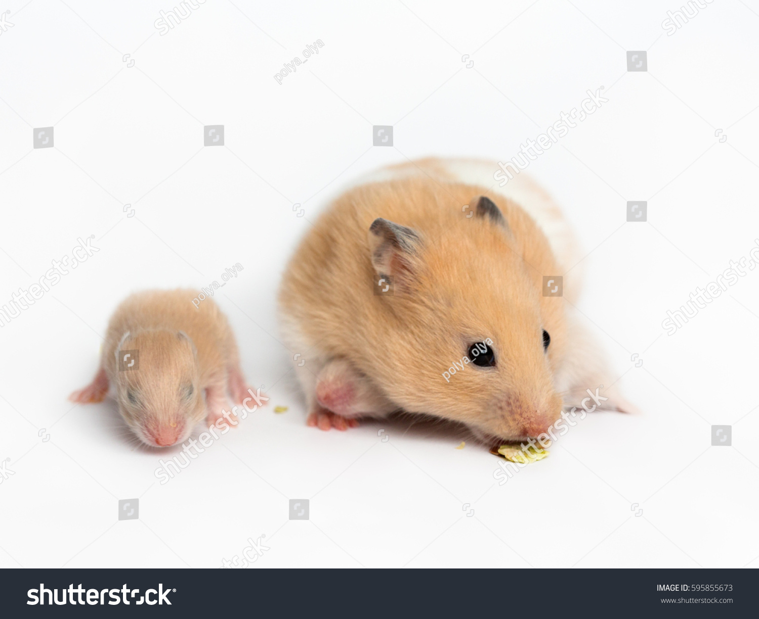Mom Hamster Baby Hamster Photo De Stock Modifiable