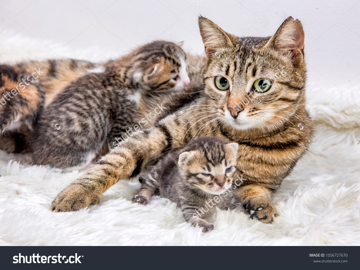 Mom Mother Cat Baby Cat Kitten Stock Photo Edit Now