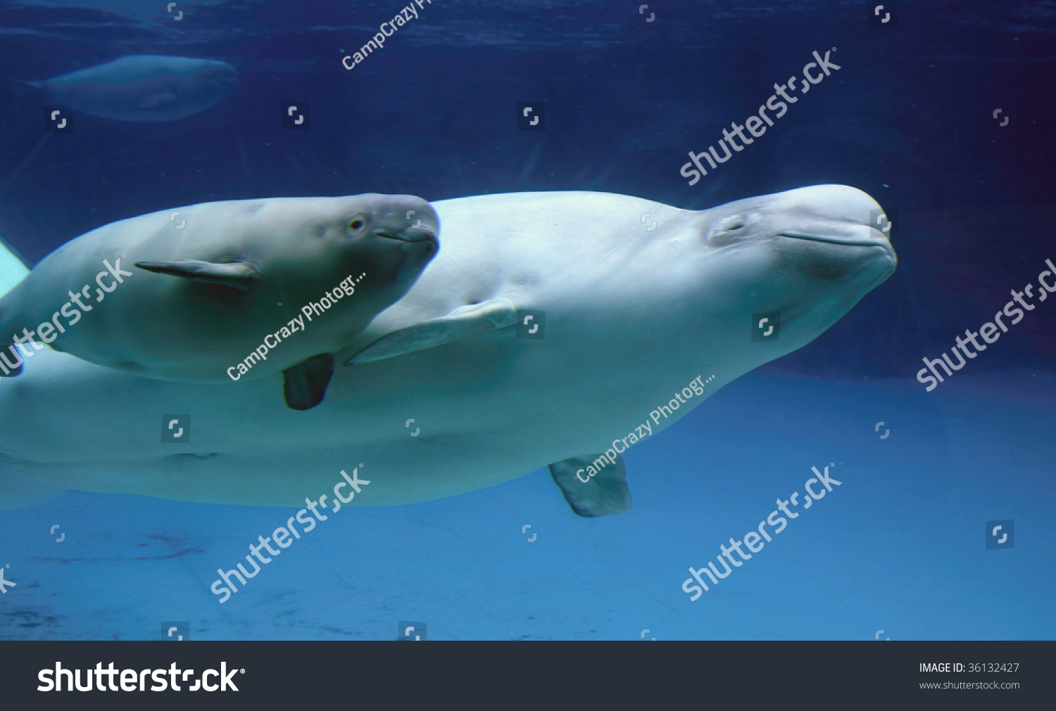 Mommy Baby Beluga Stock Photo Edit Now