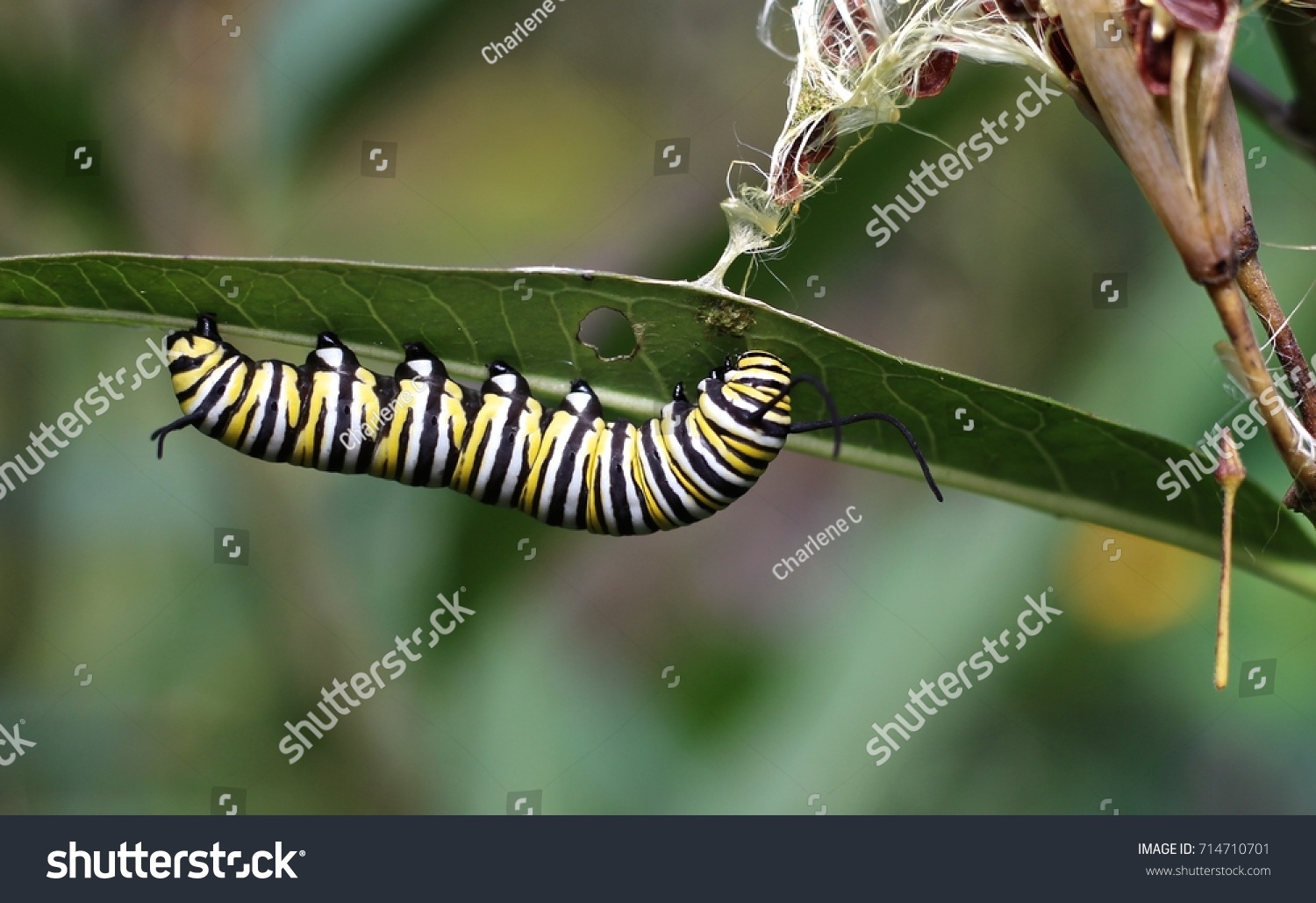 Monarch Butterfly Caterpillar Eating Butterfly Weed Stock Photo (Edit ...