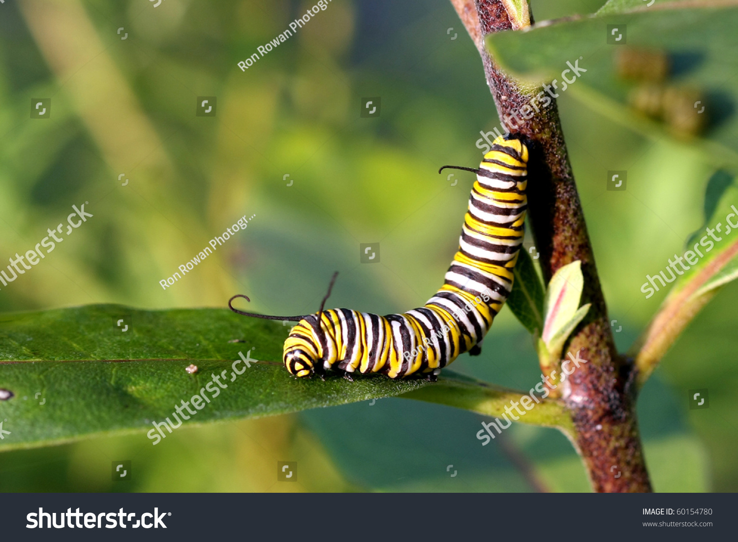 Monarch Butterfly Caterpillar On Milkweed Stock Photo 60154780 ...