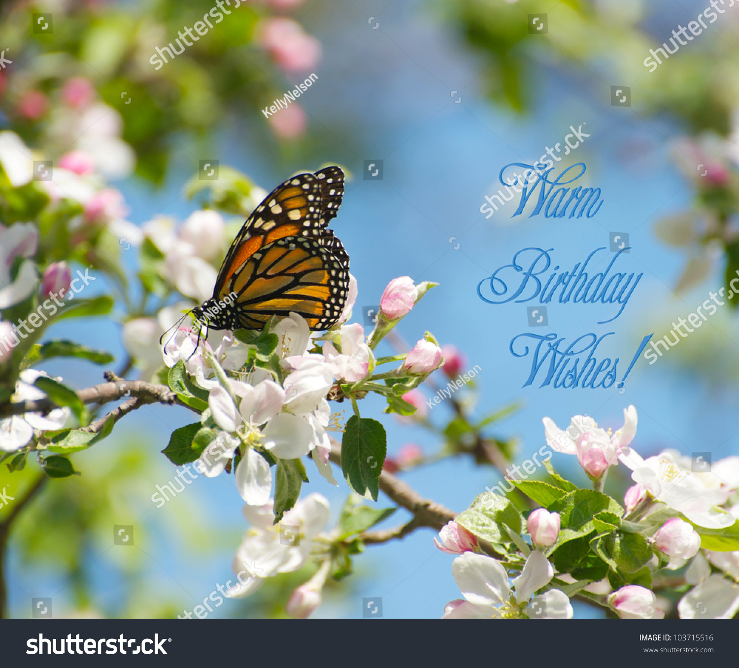 Monarch Butterfly Feeding On Nectar From Apple Blossoms In The Spring ...