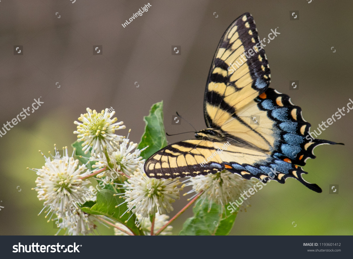 Monarch Butterfly Bushes Stock Photo 1193601412 | Shutterstock