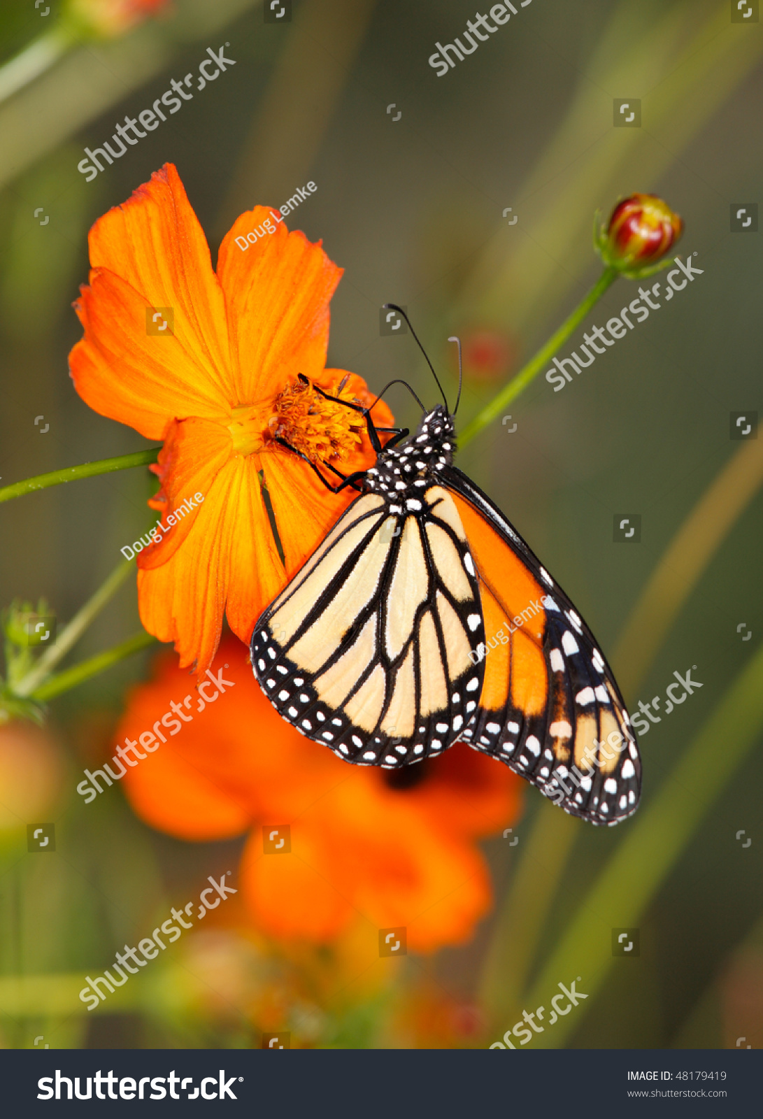 Monarch Butterfly On An Orange Flower, Danaus Plexippus Stock Photo ...