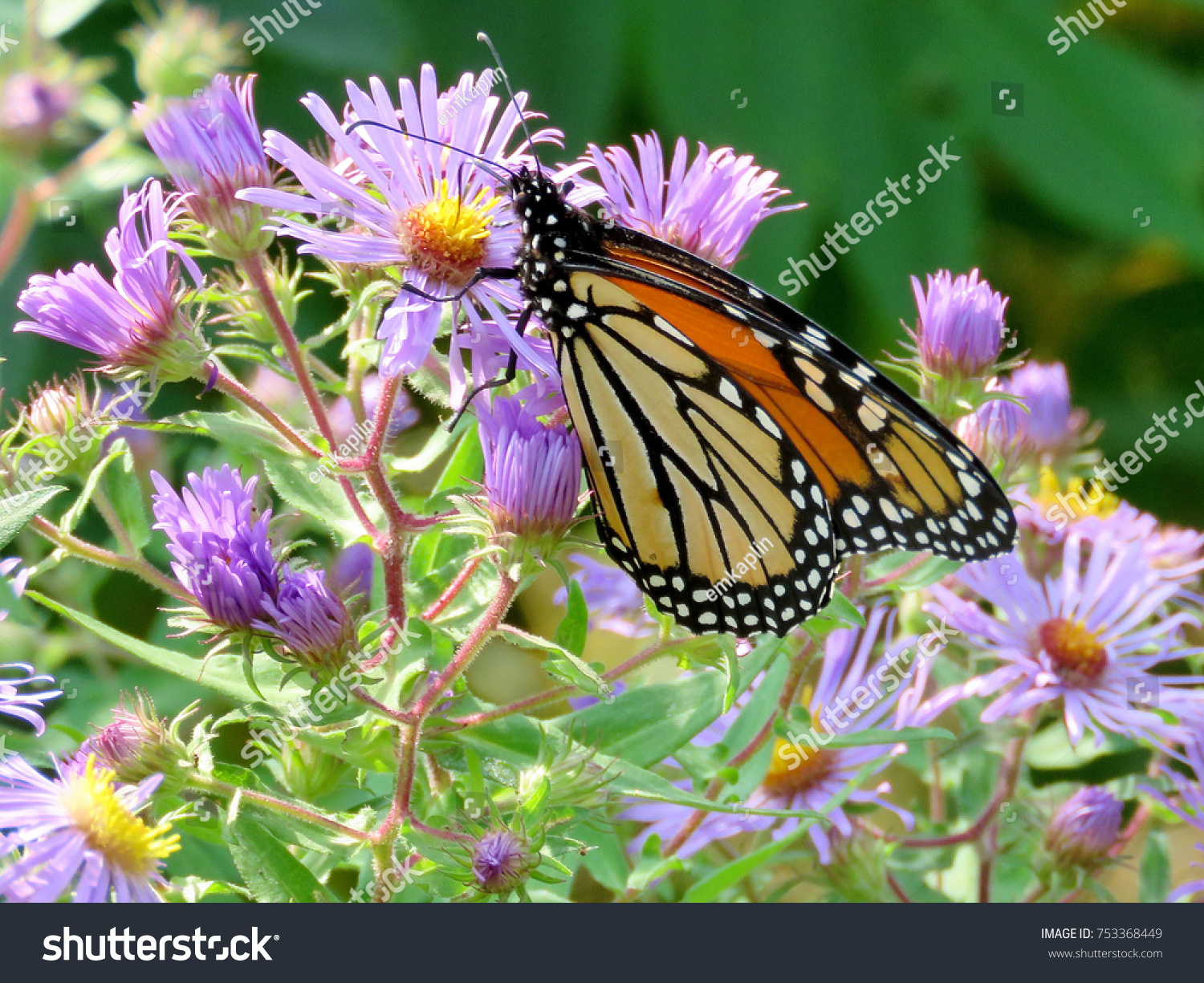 Monarch Butterfly On Purple Wild Asters Stock Photo Edit Now 753368449