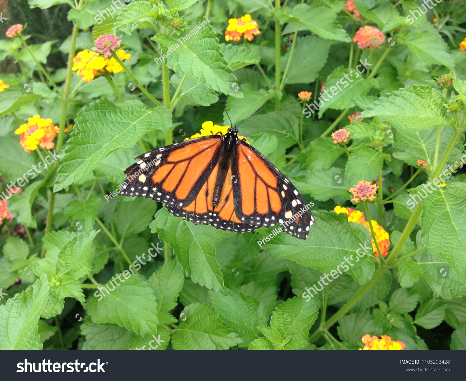 Monarch Butterfly Perched On Top Plants Stock Photo Edit Now 1105293428