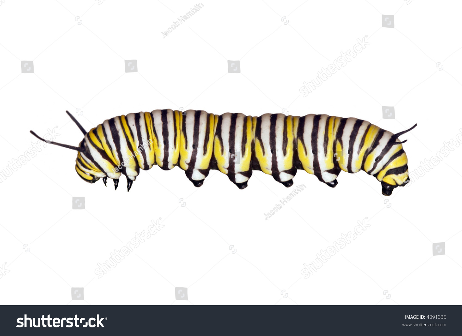 Monarch Caterpillar Side View Stock Photo (Edit Now) 4091335