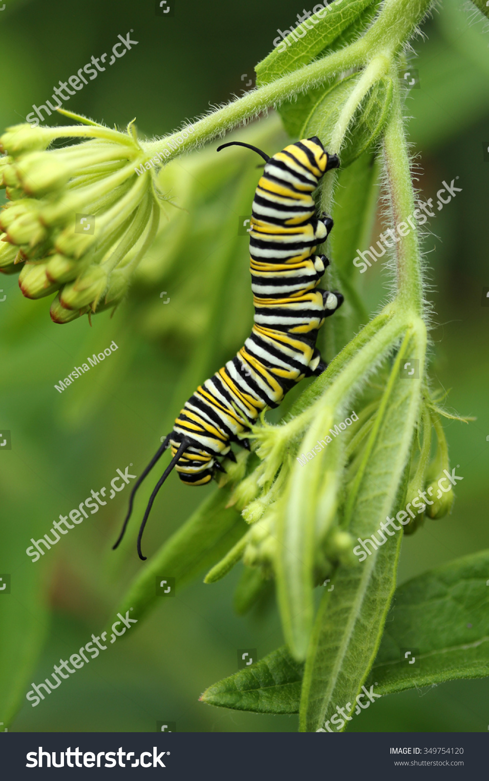 Monarch Caterpillar. Visible Noise At 100% Stock Photo 349754120 ...