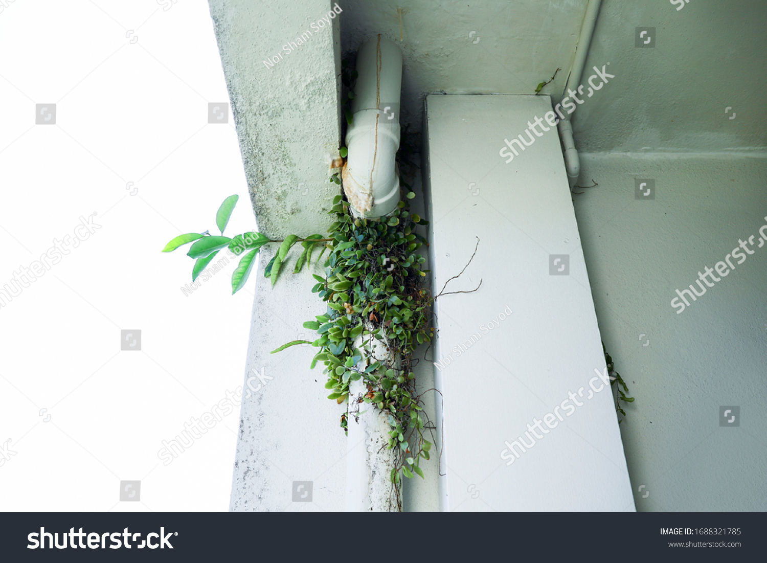 Money Plant Pokok Duit Duit Malay Stock Photo Edit Now 1688321785