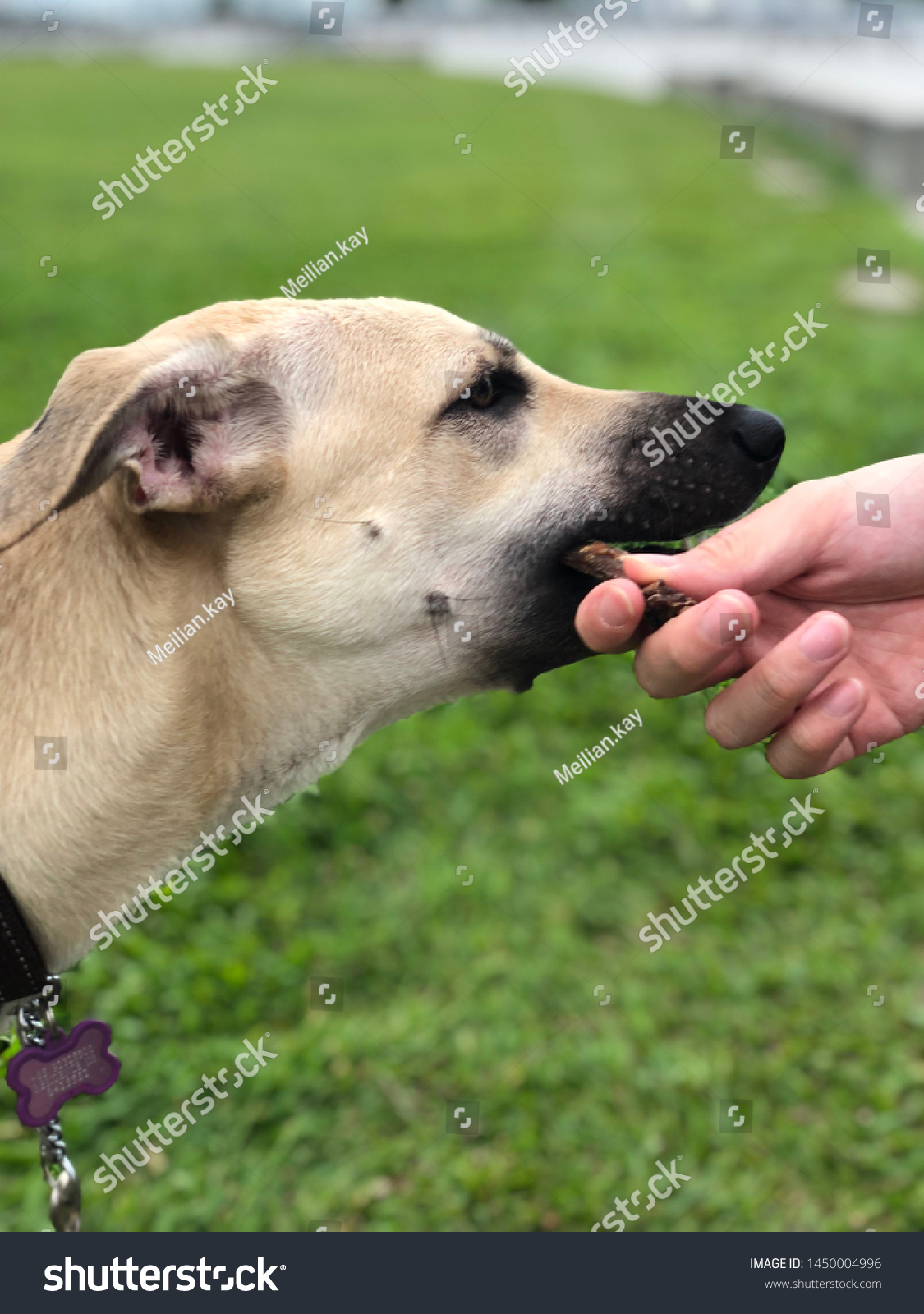 what is a singapore special dog