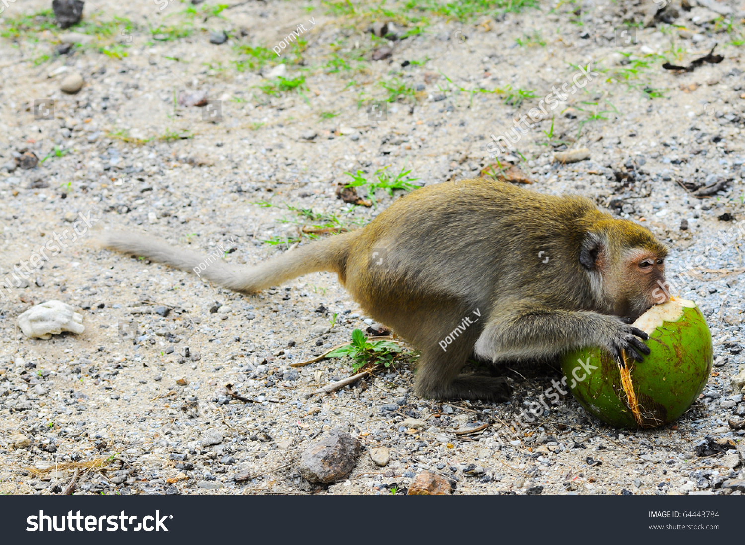 Monkey Eating Coconuts On The Beach White Stock Photo 64443784 ...