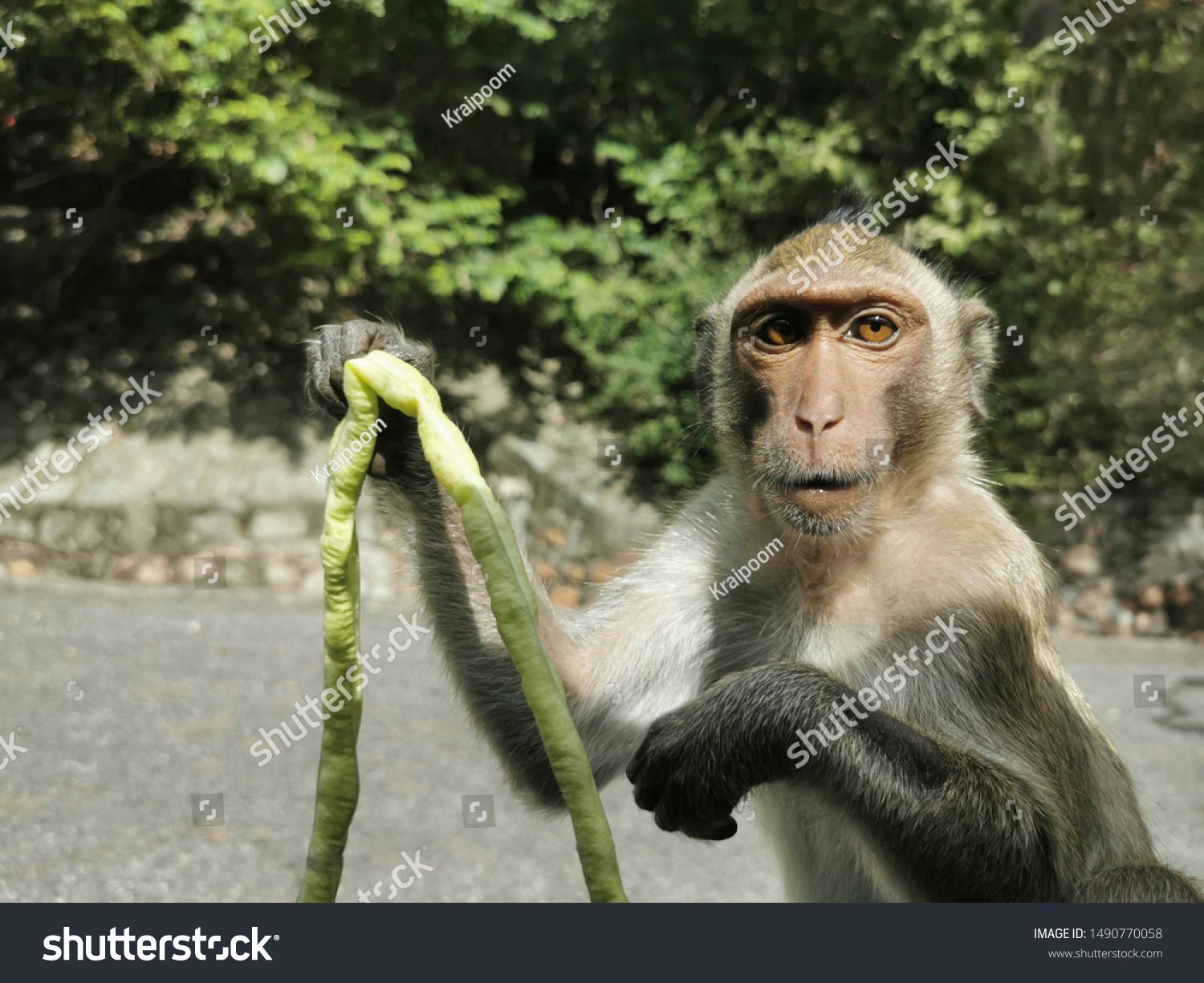 Monkey Face Funny Monkey Cute Animal Stock Photo Edit Now