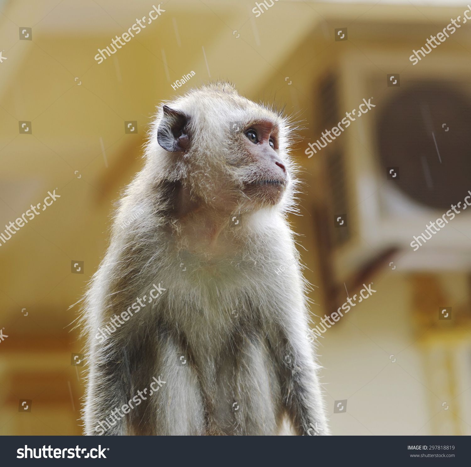 Monkey Macaque Crabeater Lat Macaca Fascicularis Stock Photo 297818819