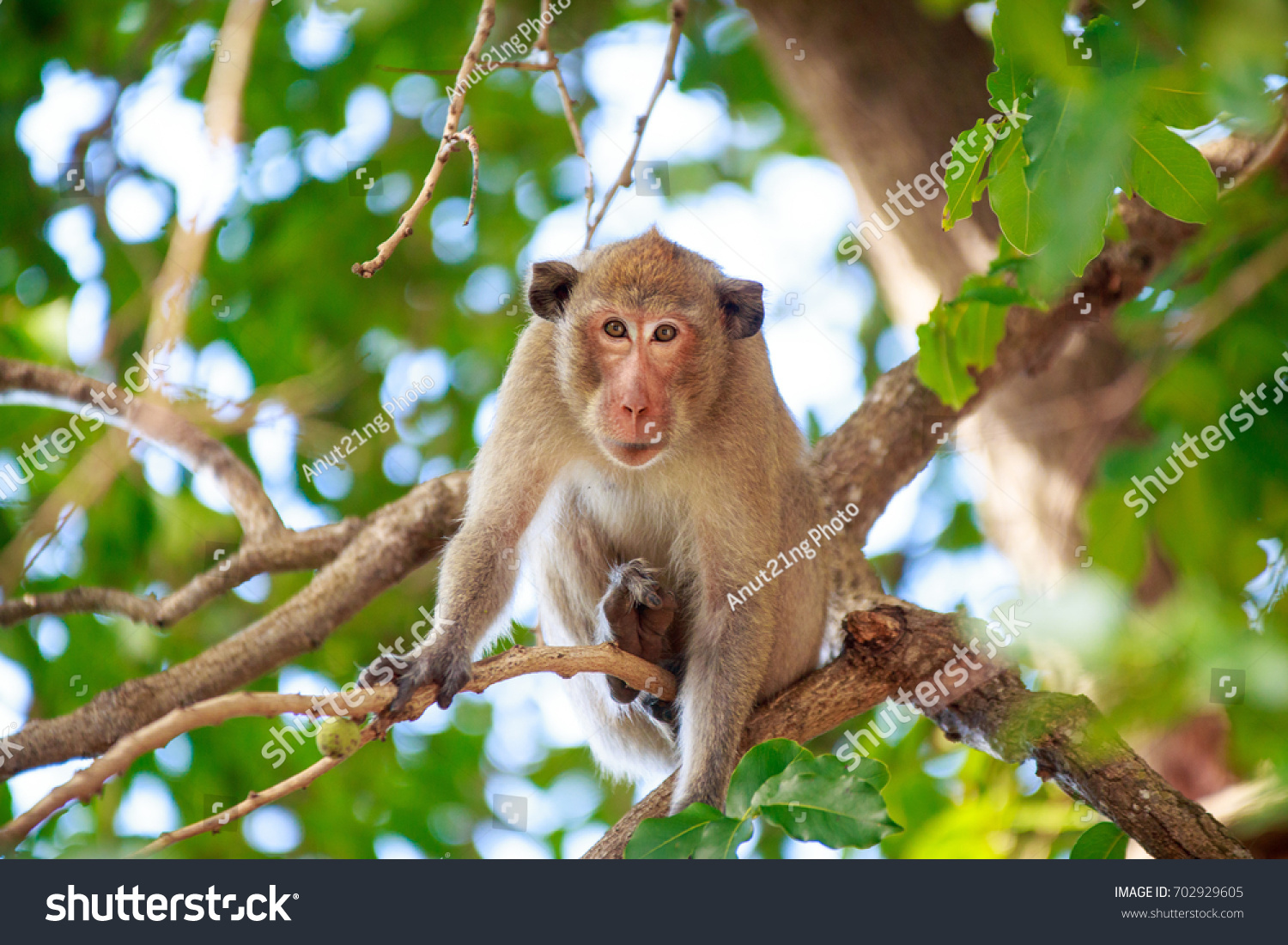 Monkey On Tree Monkey Climbing Tree Stock Photo Edit Now