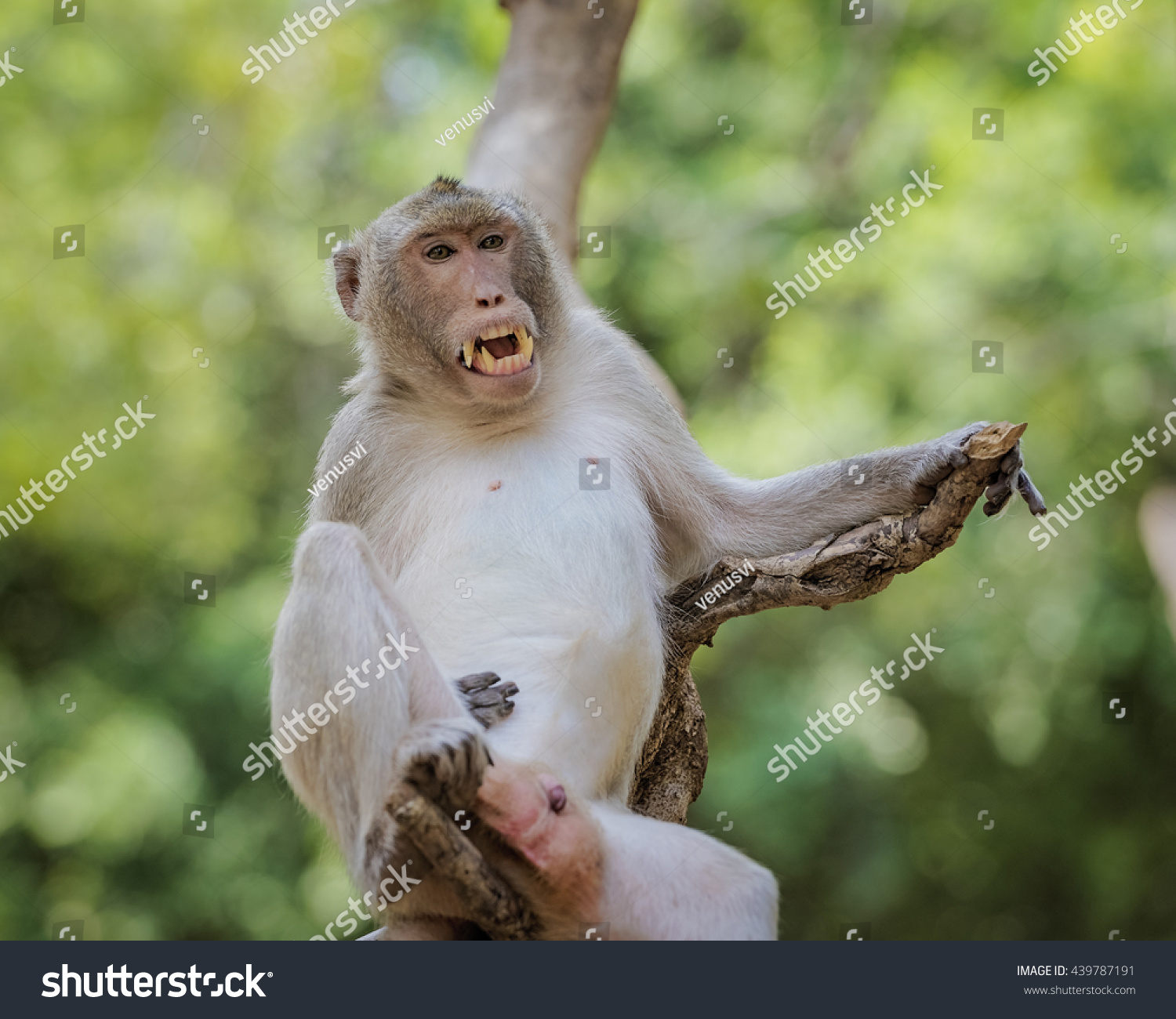 Monkey S Open Mouth Genitals Foto Stock Shutterstock