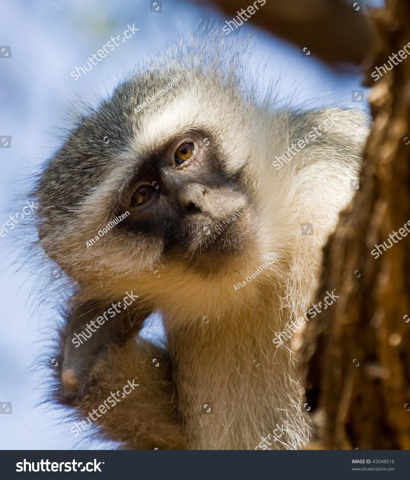 Monkey Scratching His Ear Stock Photo 43048516 : Shutterstock