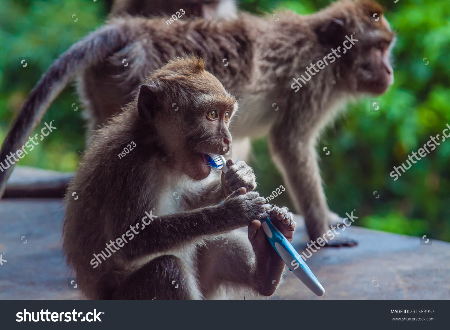 monkey toothbrush