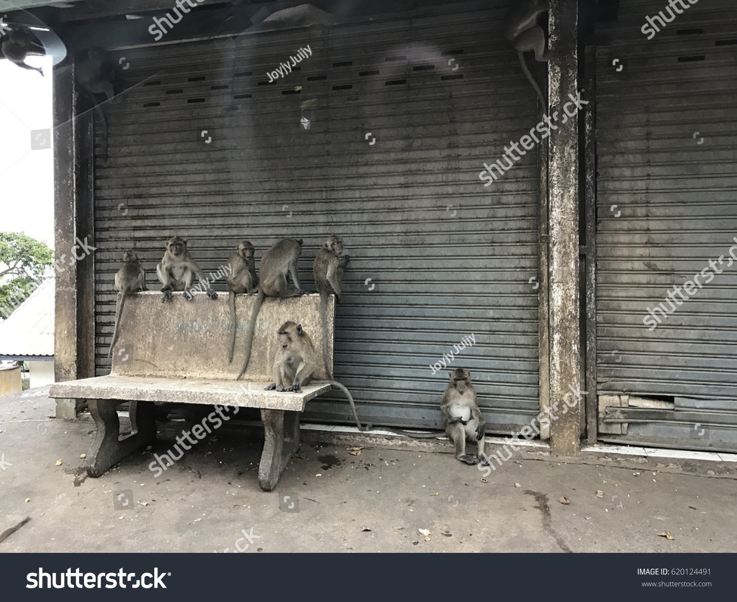 1.866 Monkey seat Gambar, Foto Stok & Vektor | Shutterstock