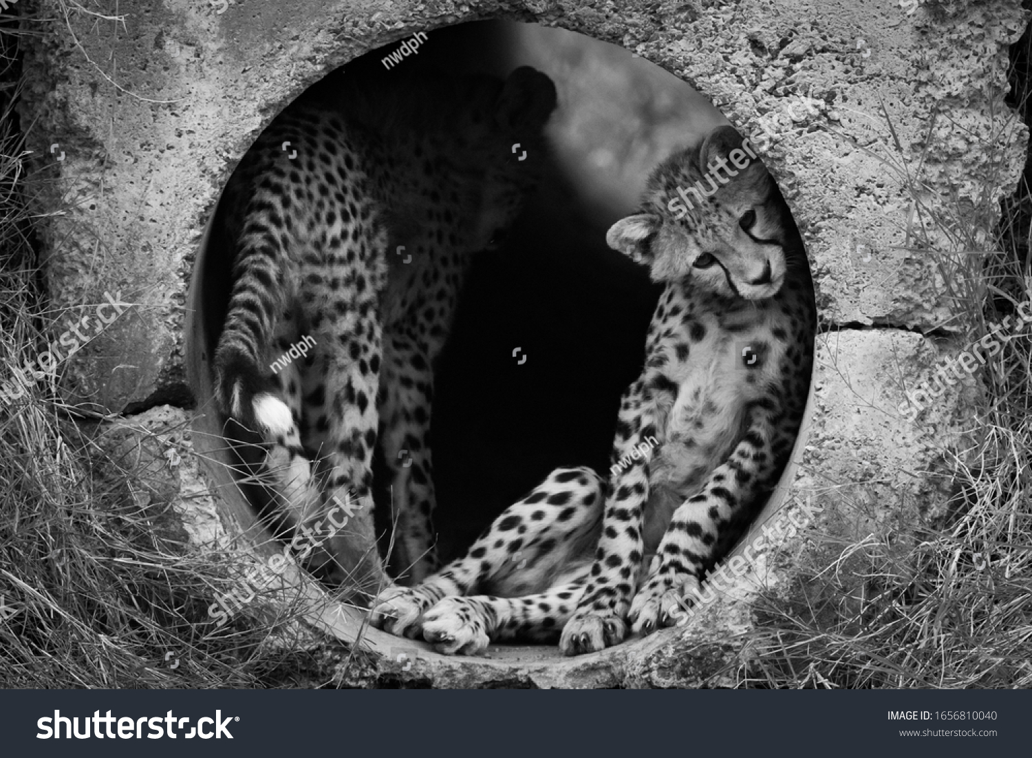 Mono Cheetah Cub Pipe Another Stock Photo (Edit Now) 1656810040