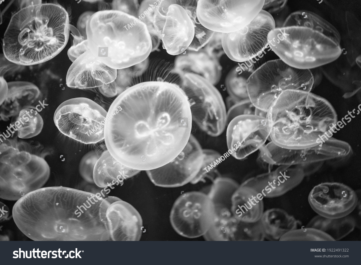 Monochrome Photos Many Jellyfish Stock Photo 1922491322 | Shutterstock