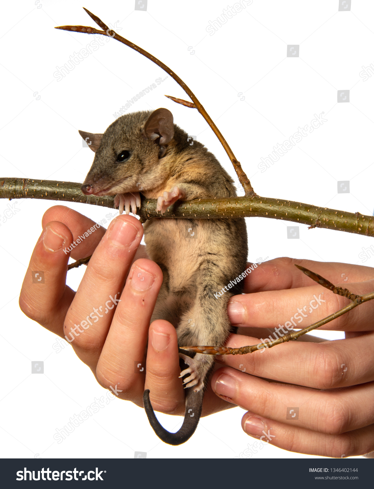 Monodelphis Domestica Gray Shorttailed Opossum Stock Photo Edit Now 1346402144,Baked Chicken Breast Meal