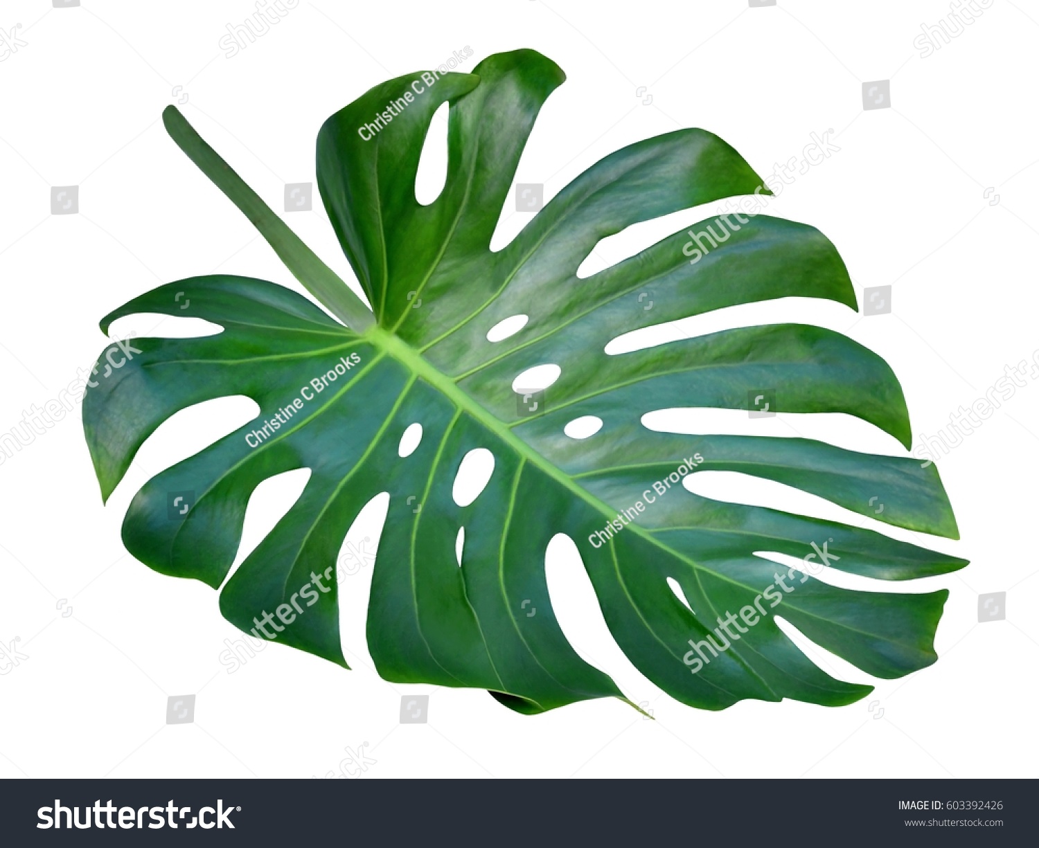 Monstera Leaf Stem Trendy Tropical Jungle Stock Photo 603392426 ...
