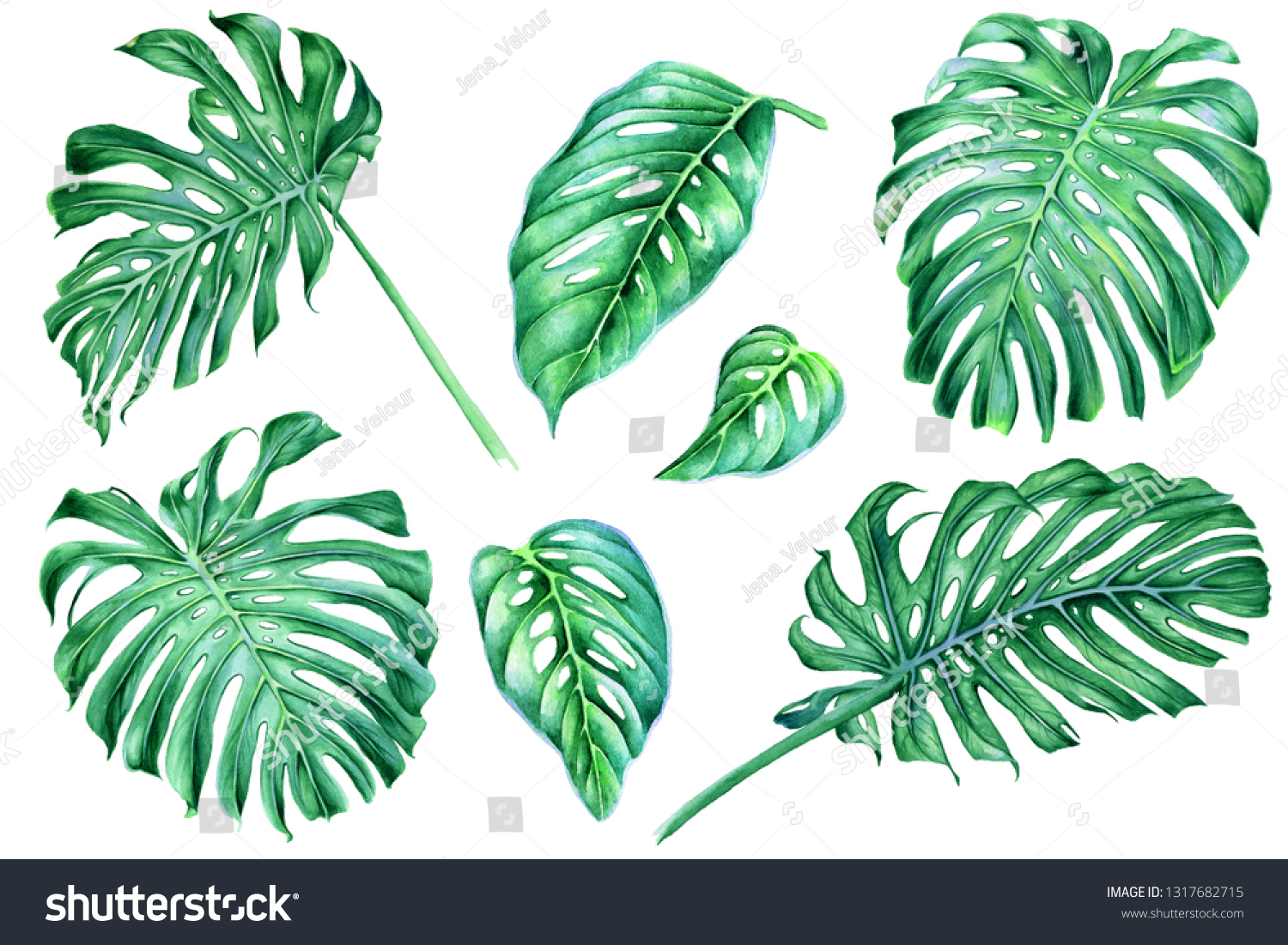 Monstera Leaves Isolated On White Background Stock Illustration ...