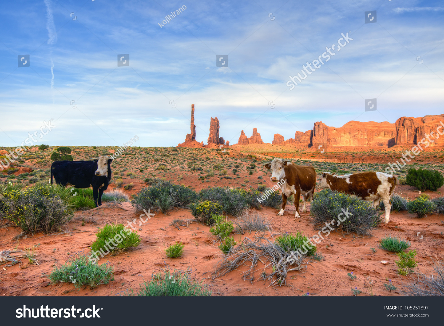 4,503 Ganado arizona Images, Stock Photos & Vectors Shutterstock