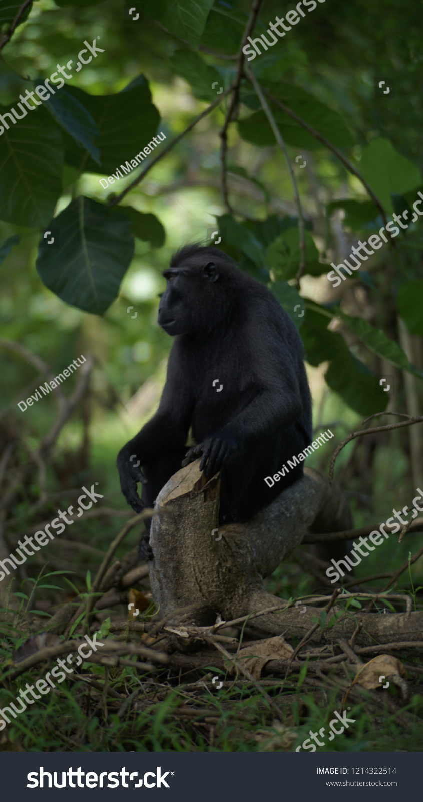 Monyet Tangkoko Sulawesi Utara Indonesia Stock Photo 1214322514 