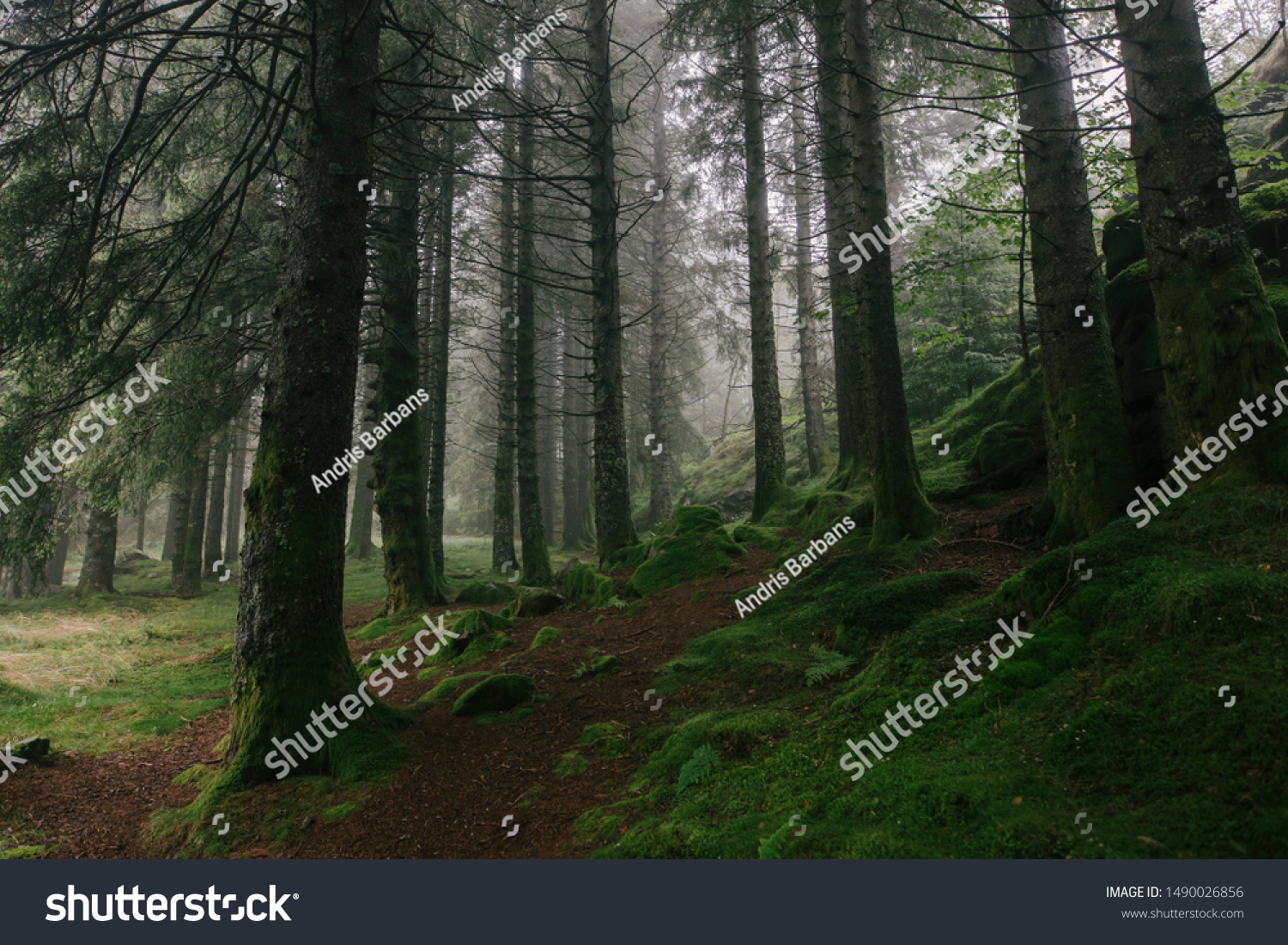 ノルウェーのムーディーな緑の山林 の写真素材 今すぐ編集