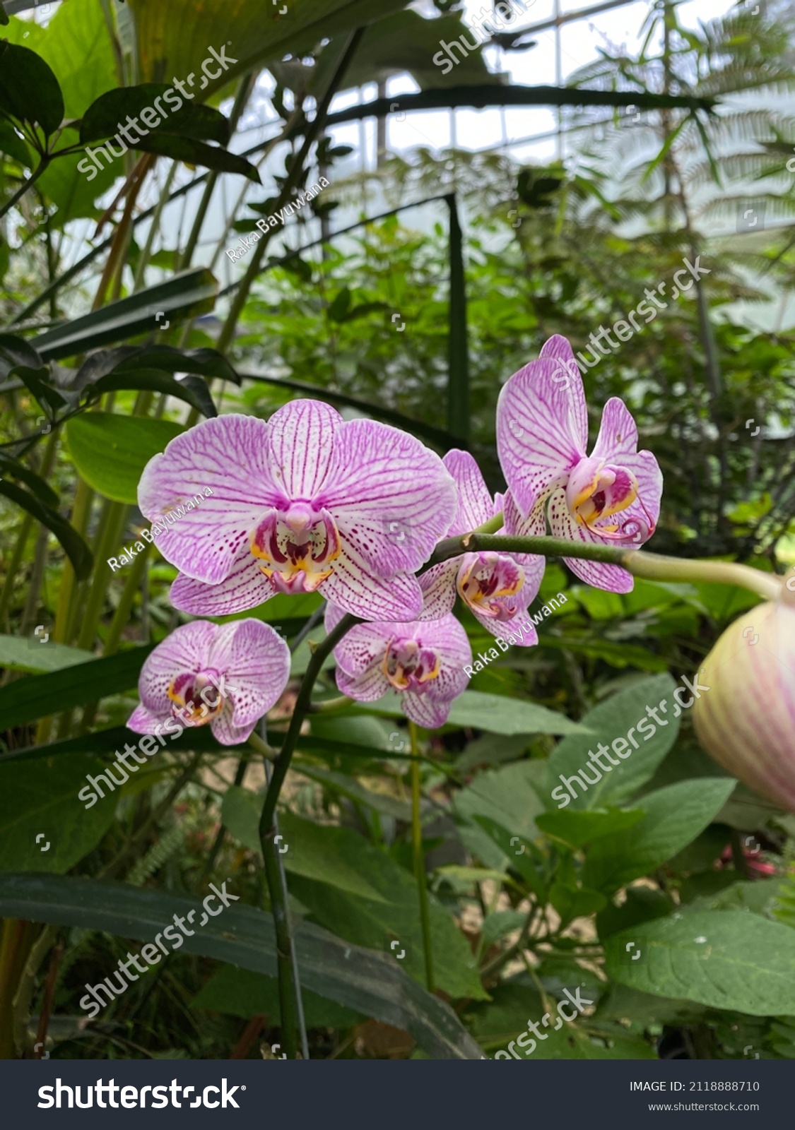 Aphrodite phalaenopsis Phalaenopsis Orchid