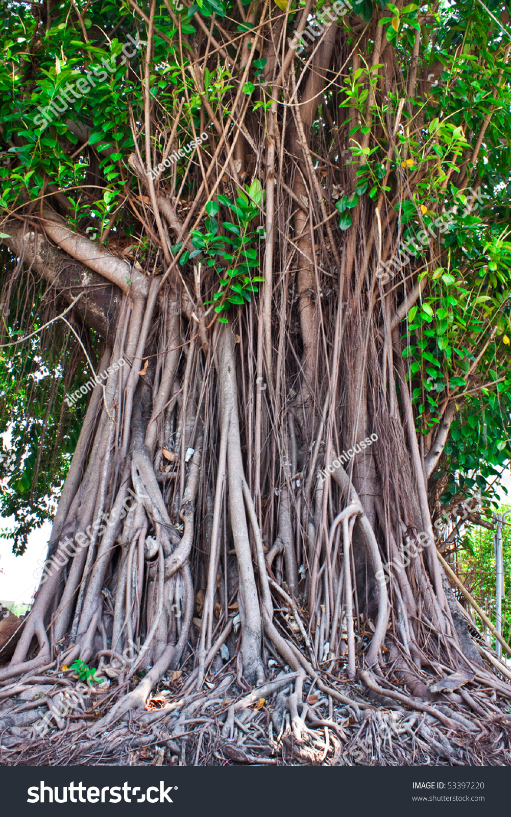 Moraceae Family,High About 20 Metre,Have A Brown Shell Stock Photo ...