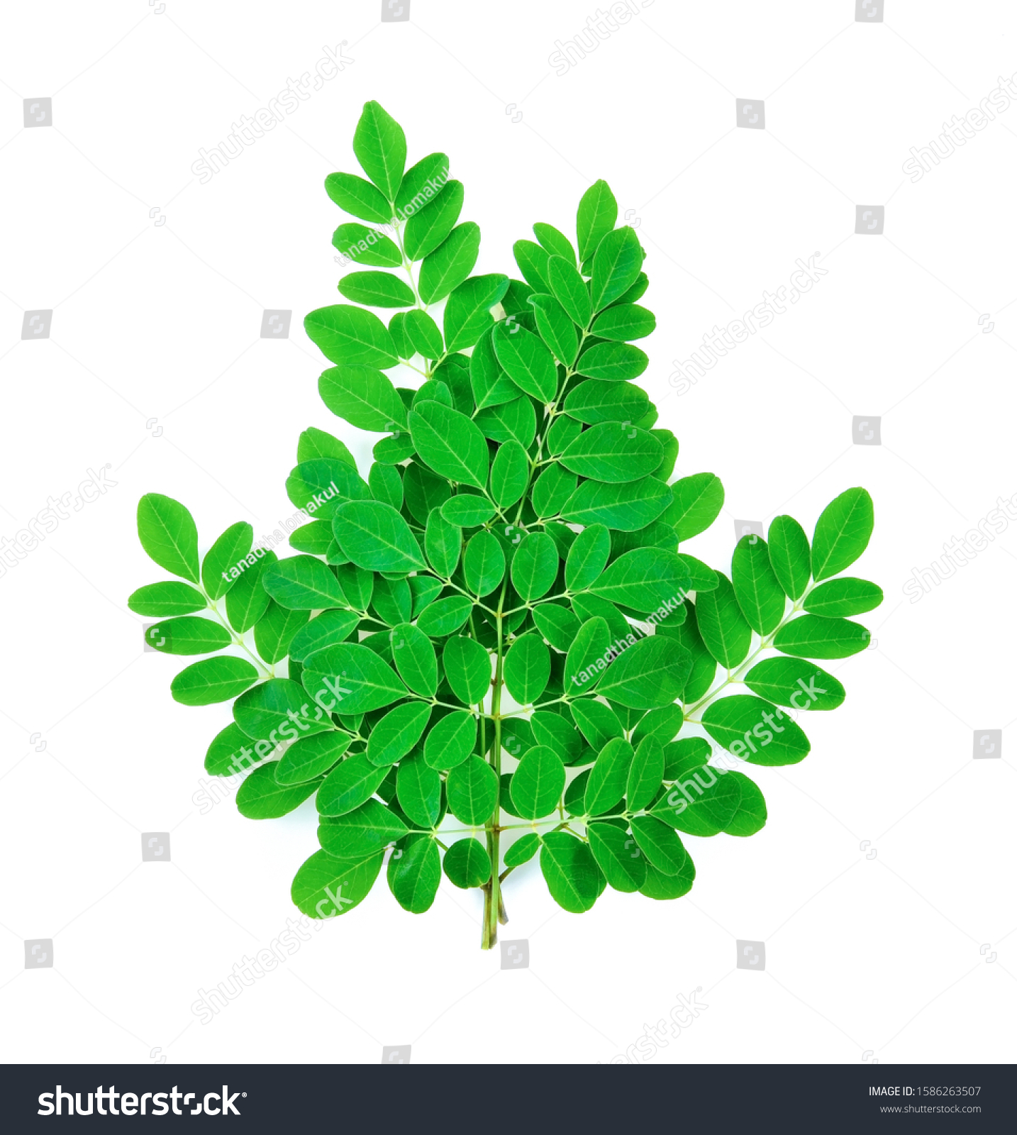 Moringa Leaves Isolated On White Background Stock Photo (Edit Now ...