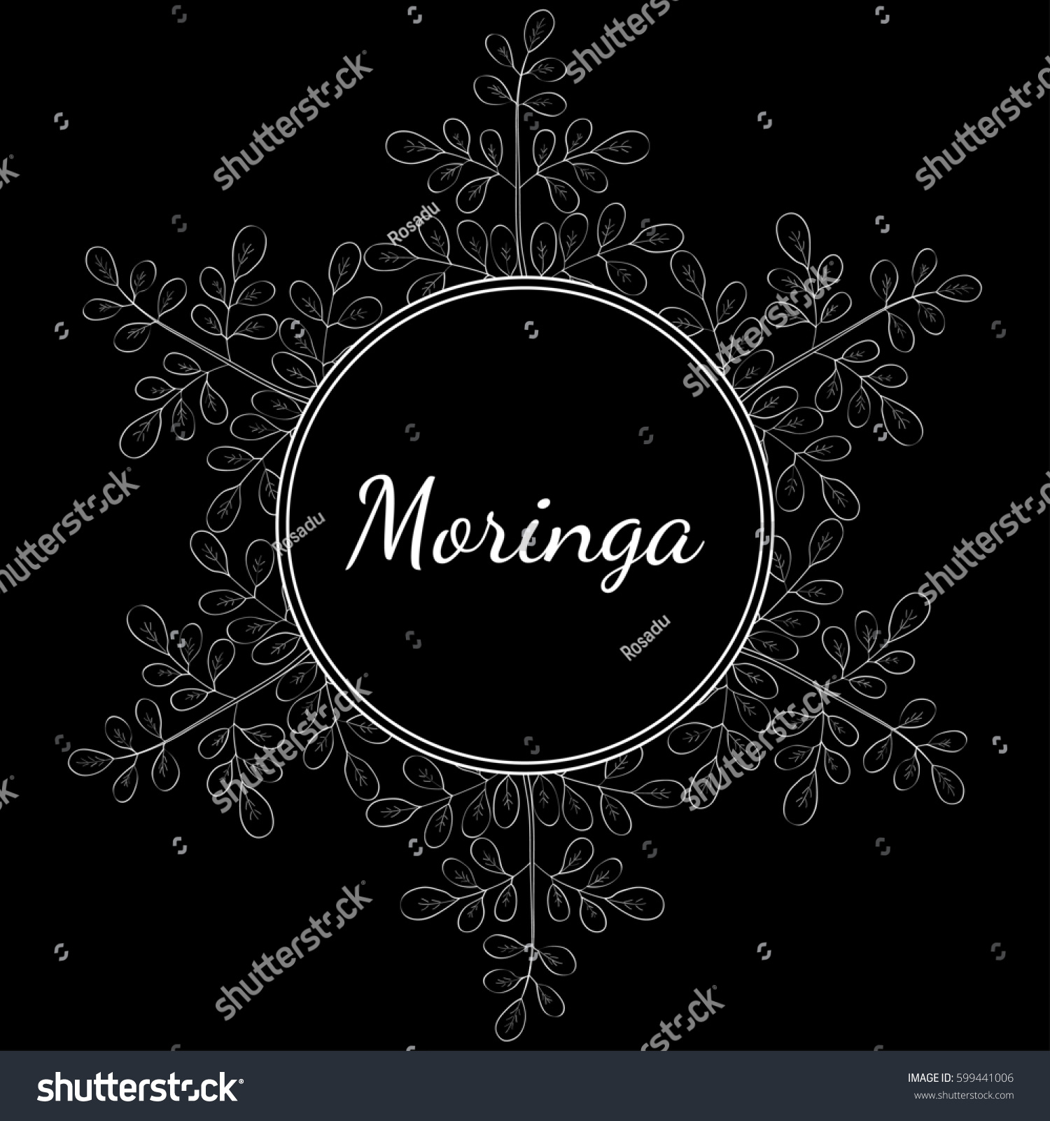 Moringa Oleifera Medicinal Plant Hand Drawn Stock Illustration 599441006