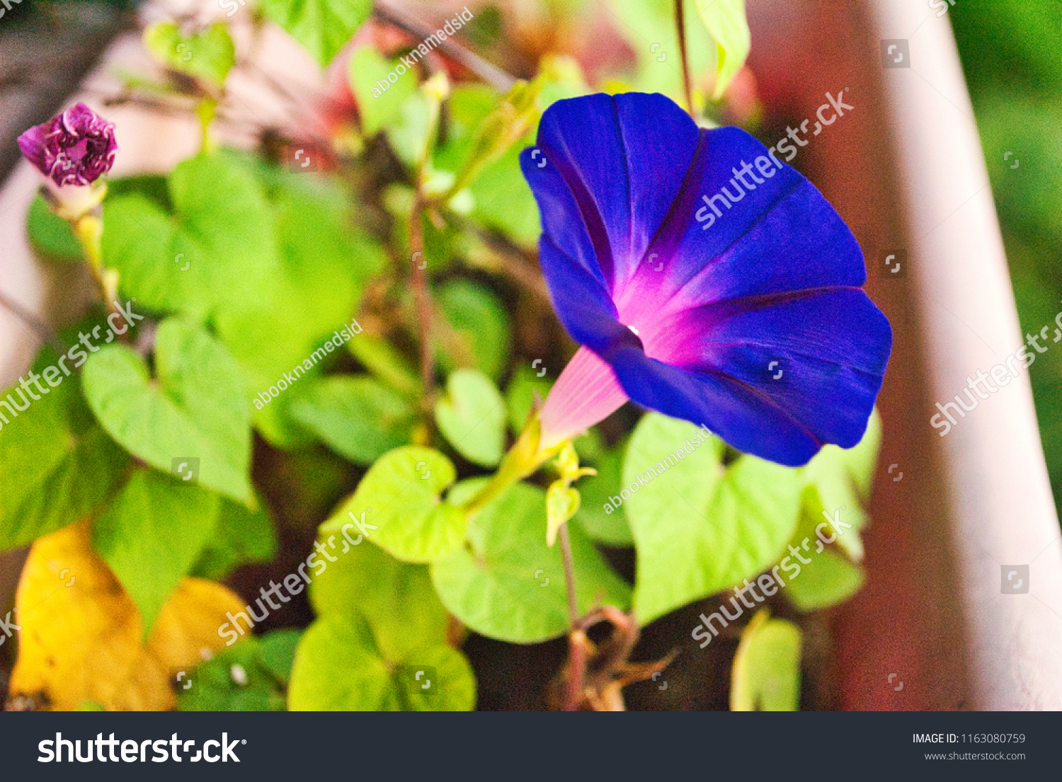 Morning Glory My Balcony Stock Photo Edit Now 1163080759